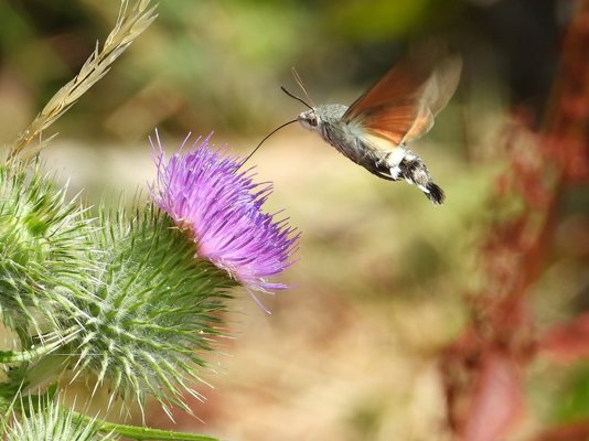 July Journal: The Rhythm of High Summer