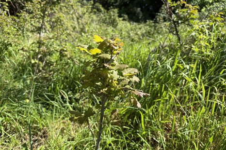 Self-seeded oak tree at Elmore Estate rewilding land