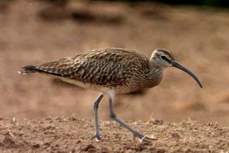 Whimbrel at Elmore Estate rewilding land