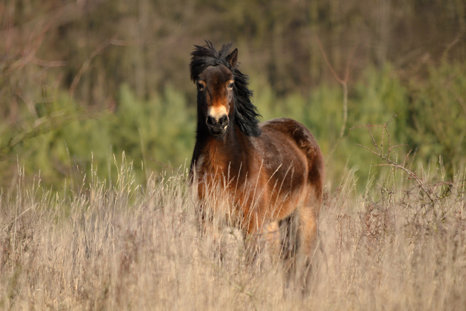 Rewilding Project