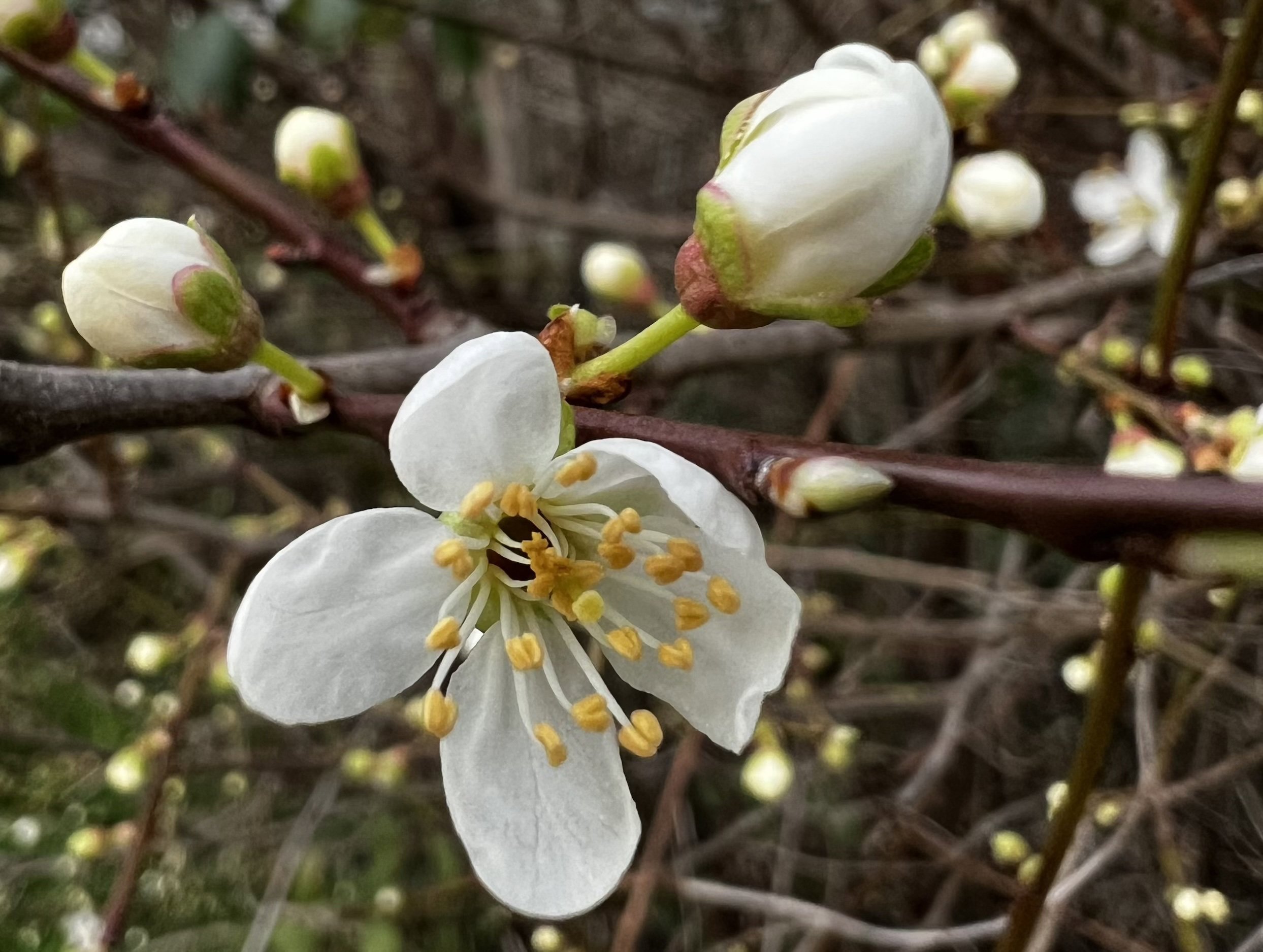 Blossoms In February At Elmore Estate Copy