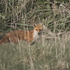 Fox
