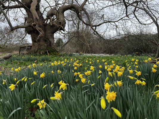 February Journal : Early Signs of Spring
