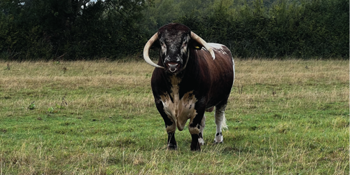 New Bull
