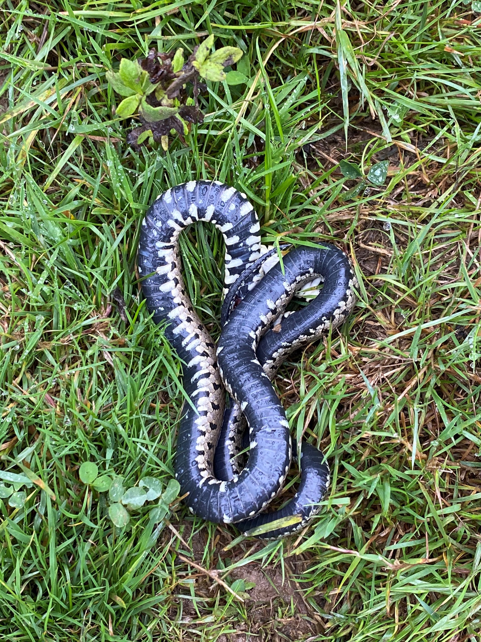 Snake Rewilding Knepp