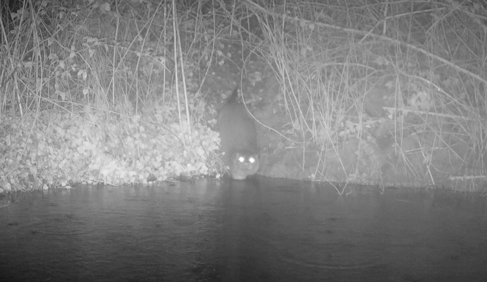 Otter Entering Wild Swimming Lake At Elmore Estate