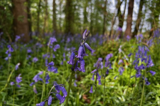 April Journal: When the Cuckoo Returned