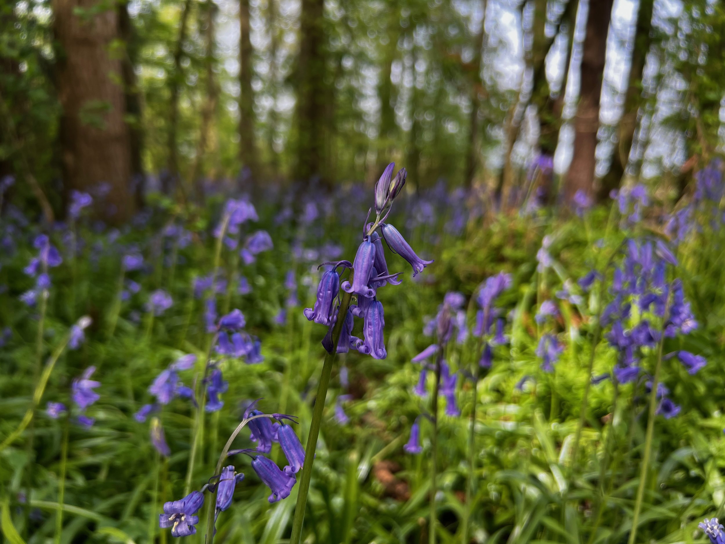 April Journal: When the Cuckoo Returned