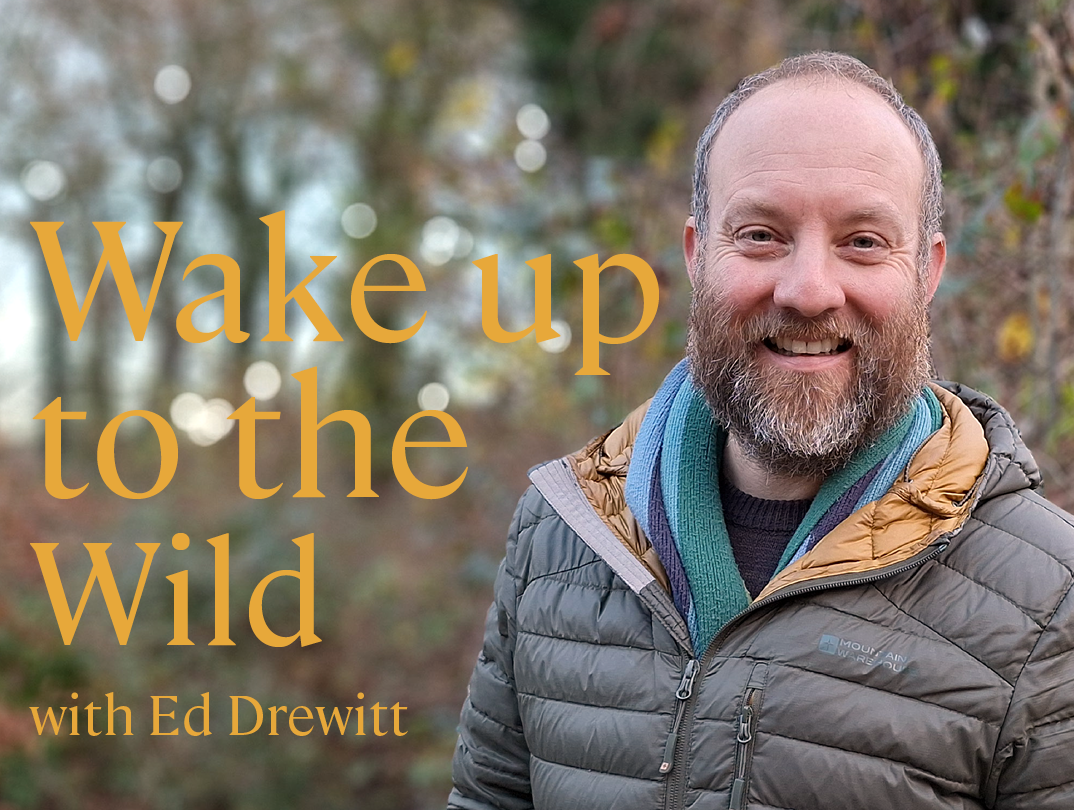 Wake Up to the Wild.png