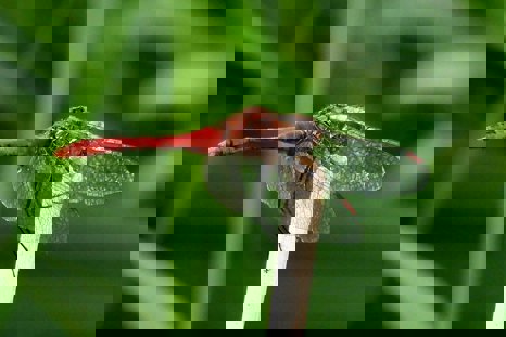 Ruddy Darter Dragonfly At Elmore Esate Rewilding Land.