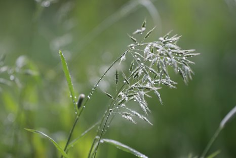 Grasses at Elmore Wild