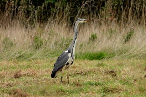 Grey Heron At Elmore Esate Rewilding Land.