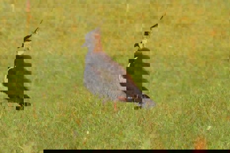 Lapwing At Elmore Esate Rewilding Land.