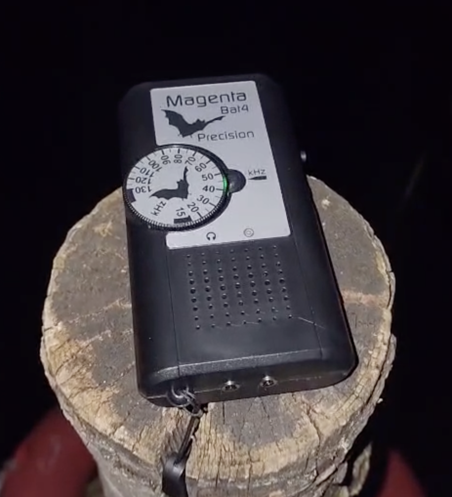 Bat detector at Elmore Estate 