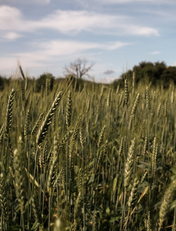 Regenerative Farming