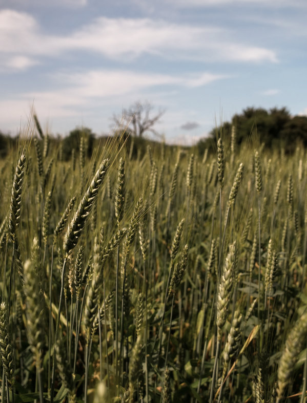 Regenerative Farming