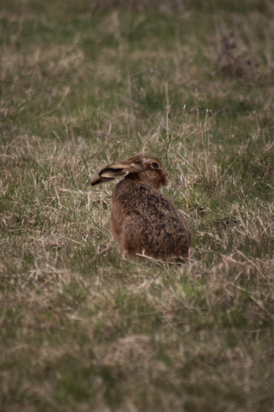 The Tale of the Real Easter Bunny
