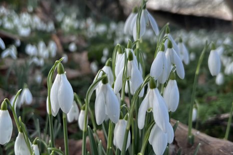 National Snowdrop Day At Elmore Estate Copy