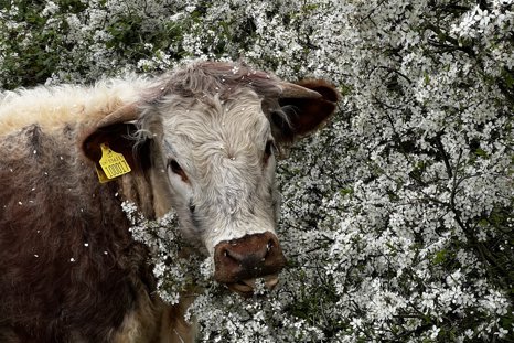 Longhorn cow enjoying the blossoms at Elmore Estate