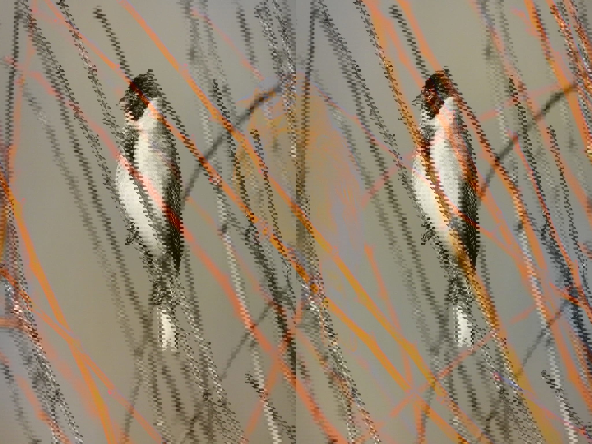 Briony's January Journal ~ The Art of Noticing