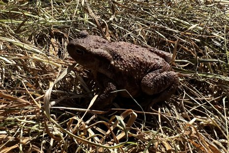 Toad on Elmore Estate rewilding land
