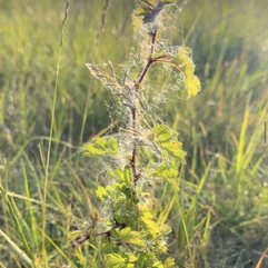 Thorny
