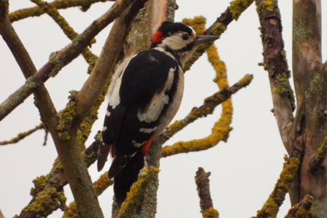Great Spotted Woodpecker GREEN